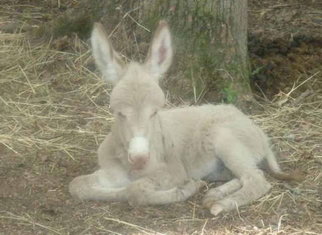 Donkeys in the park 